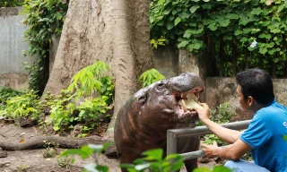 Bữa ăn của đàn thú ra sao trong lúc Thảo Cầm Viên Sài Gòn nợ 800 tỉ đồng?