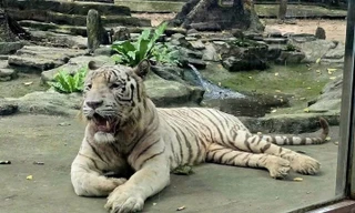 Hổ trắng 'Ngộ Không' ở Thảo Cầm Viên Sài Gòn đã chết