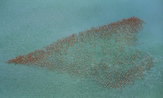Chiêm ngưỡng ‘tình yêu lớn’ từ đàn chim Hồng hạc