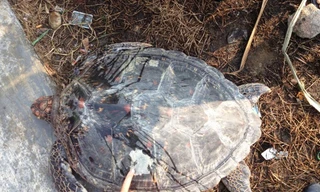 Con vích quý hiếm được phát hiện tại hồ tôm của dân thuộc thị trấn Thuận An (huyện Phú Vang, tỉnh TT-Huế).