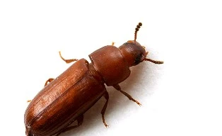 Con mọt thóc trưởng thành