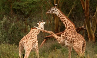 Hươu cao cổ tung 'nhất dương chỉ' tính hạ gục đồng loại 