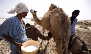 Sữa lạc đà, sữa dê,... có tốt hơn sữa bò? 