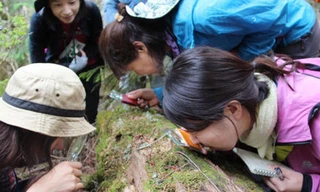 Rầm rộ trào lưu... ngắm rêu thư giãn tại Nhật Bản