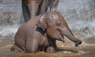 Hai chú voi nô đùa nghịch nước...như trẻ con