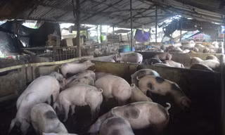 37 hộ thuê lại để mở chuồng chăn nuôi heo với gần 6.500 con heo thịt. Ảnh: Việt Văn 