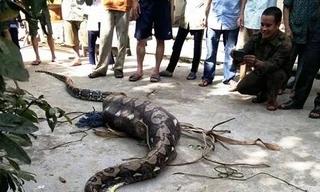 Con trăn nuốt chửng con bê bị người dân bắt được.