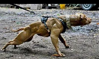 Kỳ lạ chó biến đổi gen nổi cơ bắp cuồn cuộn