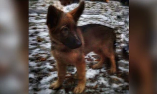 Chú chó Dobrynya được Nga gửi tặng Pháp.