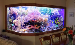 Giấu vợ xây bể cá hơn 5 tỷ đồng trong nhà