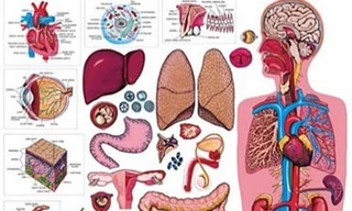 Bộ phận nào của cơ thể con người ‘vô dụng’ nhất?