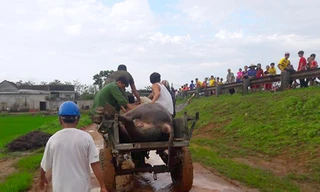 Người nhà đã cho xe ra chở trâu về. Ảnh: Đ.H