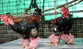 Đôi chân to là quý nhất của gà Đông Tảo. Ảnh: Zing