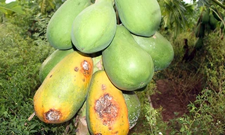 Rất ít người mua nên đu đủ già, chín rục ngoài vườn của người dân ở huyện Hồng Ngự, tỉnh Đồng Tháp. Ảnh: Bình Tân/VnExpress