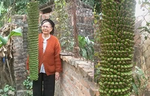 Kỳ lạ cây chuối cho ra 200 nải ở Bắc Ninh