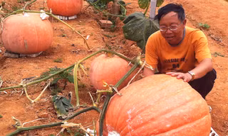 Kỳ hoa dị thảo ở Đà Lạt