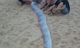 Xác cá hố dài gần 3m dạt vào bờ biển Bình Thuận