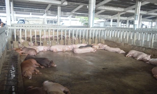 Đàn heo ăn chất cấm nằm li bì.