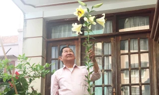 Cây hoa ly có chiều cao lạ thường ở Đà Lạt