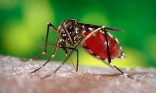 TPHCM: Đã có 83 ca nhiễm Zika được xác định