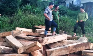 Phá rừng pơ mu tại Quảng Nam: Phát hiện, thu giữ thêm nhiều khối gỗ
