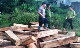 Phá rừng pơ mu tại Quảng Nam: Phát hiện, thu giữ thêm nhiều khối gỗ