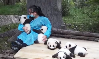 Nghề chăm sóc gấu trúc nhỏ được “chào mời” với mức lương lên tới gần 60 triệu/tháng