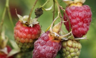 Đàn ông muốn có con, hãy ăn nhiều quả mâm xôi