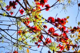 Hà Nội sáng sớm sương mù nhẹ, trưa chiều hửng nắng