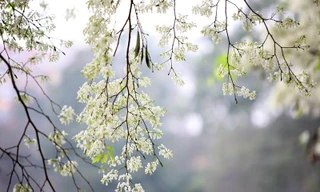 Không khí lạnh suy yếu, Bắc Bộ có sương mù, mưa nhỏ rải rác