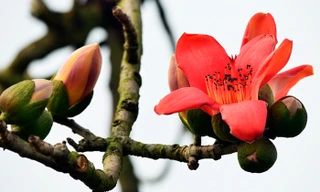 Hà Nội sáng nhiều mây, trưa chiều giảm mây có nắng