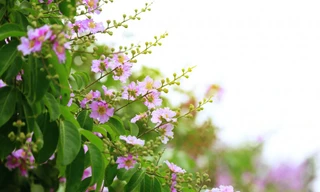 Hà Nội dứt nắng nóng