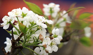 Hà Nội rét đậm, có mưa nhỏ vào đêm và sáng sớm 