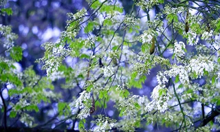 Thời tiết ngày 13/3: Hà Nội sáng sớm sương mù nhẹ, ngày nắng