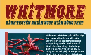 Whitmore - Bệnh truyền nhiễm nguy hiểm 'tái xuất' ở Việt Nam
