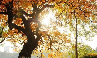 Nhiệt độ tăng dần từ bắc vào nam