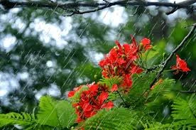 Bắc Bộ mưa nắng gián đoạn, trưa oi nóng