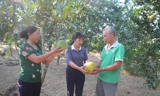 Bí quyết đưa bưởi Múc ra khỏi Lào Cai, giúp người dân phát triển kinh tế
