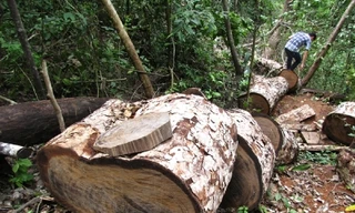 Cục Kiểm lâm lập tổ công tác kiểm tra phá rừng