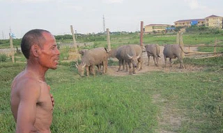 Giàu sụ nhờ nuôi trâu giữa phố