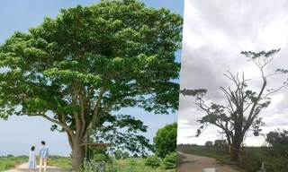 Xót xa “cây Mắt Biếc” trơ trụi sau bão số 5, khắp thành phố Huế ngổn ngang cây đổ