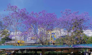 Gen Z đến Đà Lạt tháng 3: Hoa phượng tím đẹp đến mức muốn phát tín hiệu "ét ô ét"!