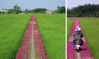 Tim Gen Z "bỗng hẫng một nhịp" trên con đường hoa mười giờ đẹp như mơ tại miền Tây