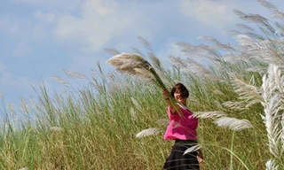  Vẻ đẹp hoang sơ mộc mạc của hoa cỏ lau làm say đắm biết bao lòng người - ảnh Ng. Ngọc 