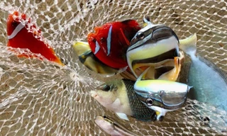 Anh Hậu đặt hàng các thợ lặn trong vùng đi “săn” các loại cá kiểng độc, lạ mắt ngoài khơi, dưới độ sâu từ 10-20m. Ảnh Nguyễn Ngọc