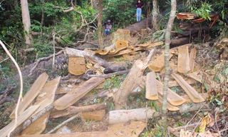 Lâm tặc chặn đầu xe Hạt trưởng, đánh kiểm lâm gãy ngón tay 