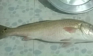 Bắt được cá nghi sủ vàng nặng 4,5 kg ở Bình Định