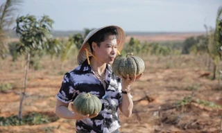 Cán bộ bị kiểm điểm vì thông tin ca sĩ Ngọc Sơn mua 50 ha đất ở Bình Thuận