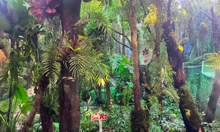 'Rừng' sâm Ngọc Linh K5 lần đầu xuất hiện ở TPHCM