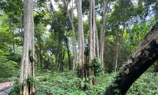 Vào vùng lõi hơn 600 ha rừng ở Bình Thuận được khai thác làm hồ thủy lợi Ka-Pét